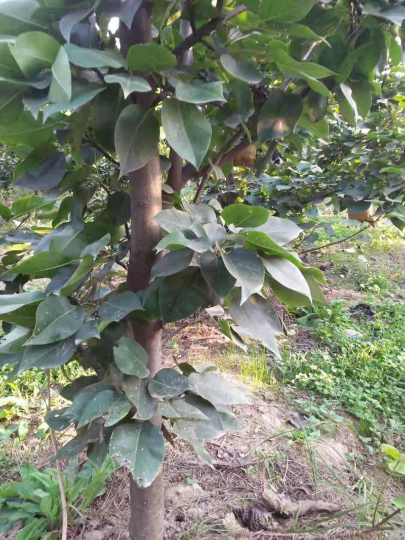 梨树