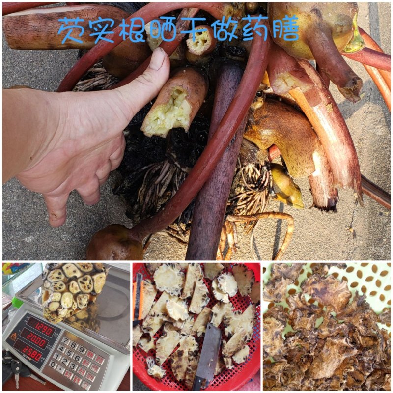芡实根芡实头