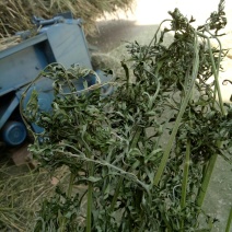 益母草