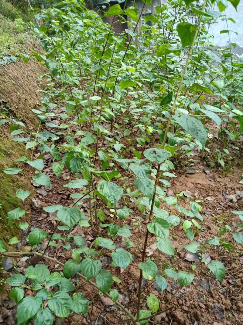 臭黄荆