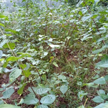 臭黄荆