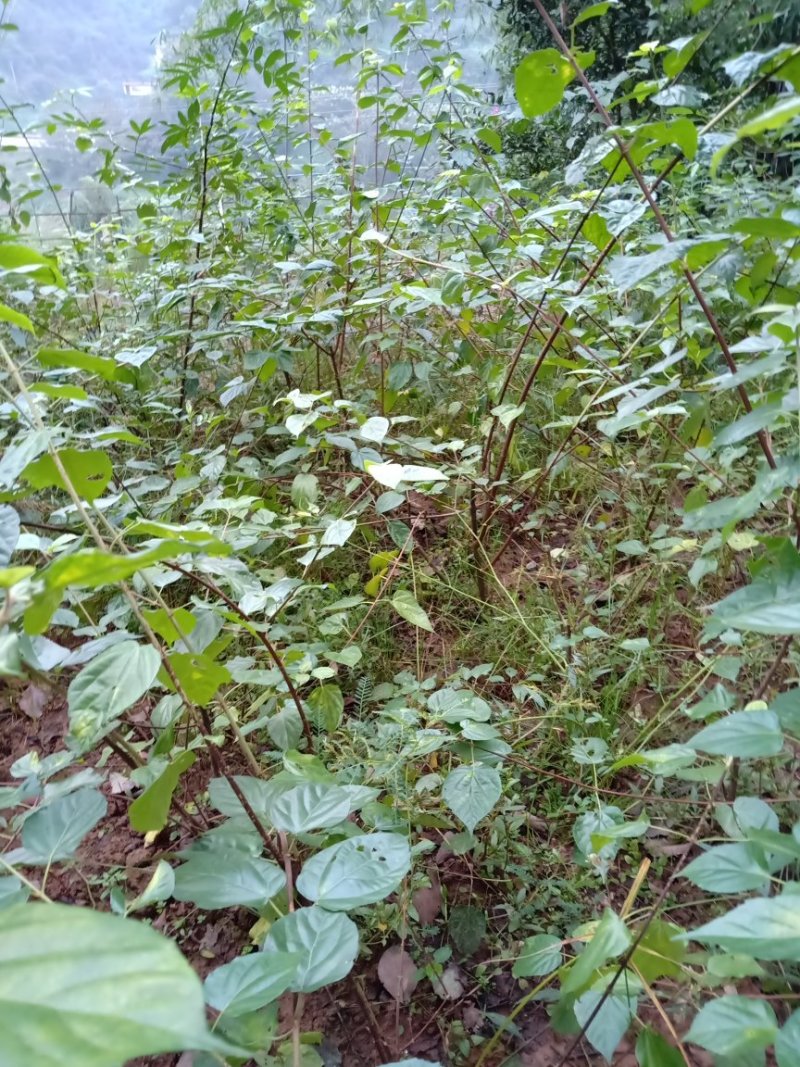 臭黄荆