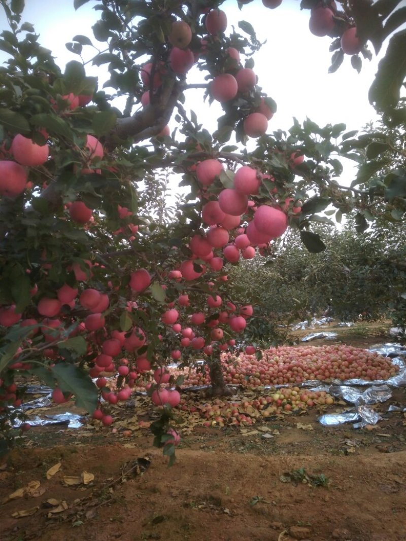自家寒富苹果