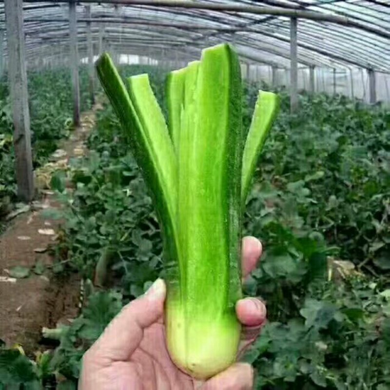水果萝卜青萝卜，潍坊青萝卜大量上市直供电商团购批发市场