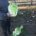 精品黄心大白菜大优惠，质量确保，价格便宜！