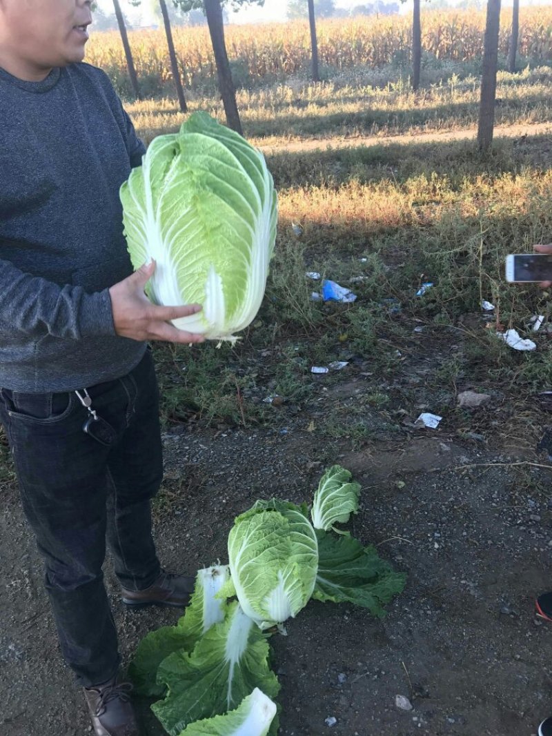 精品黄心大白菜大优惠，质量确保，价格便宜！