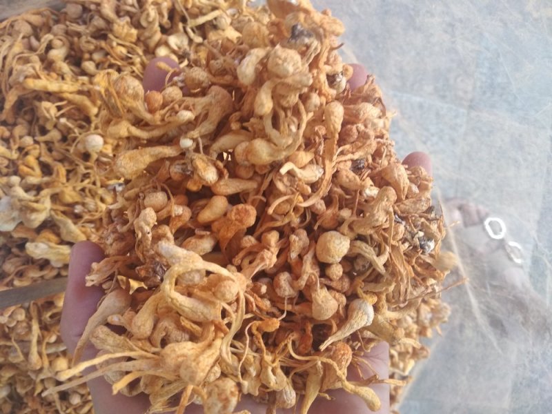 虫草花