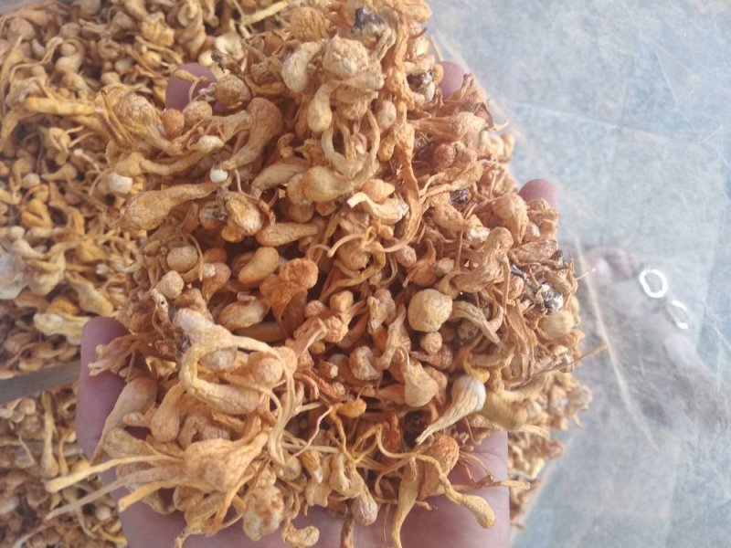 虫草花