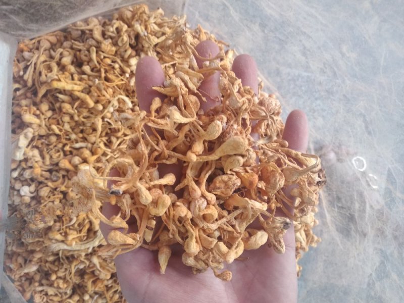 虫草花
