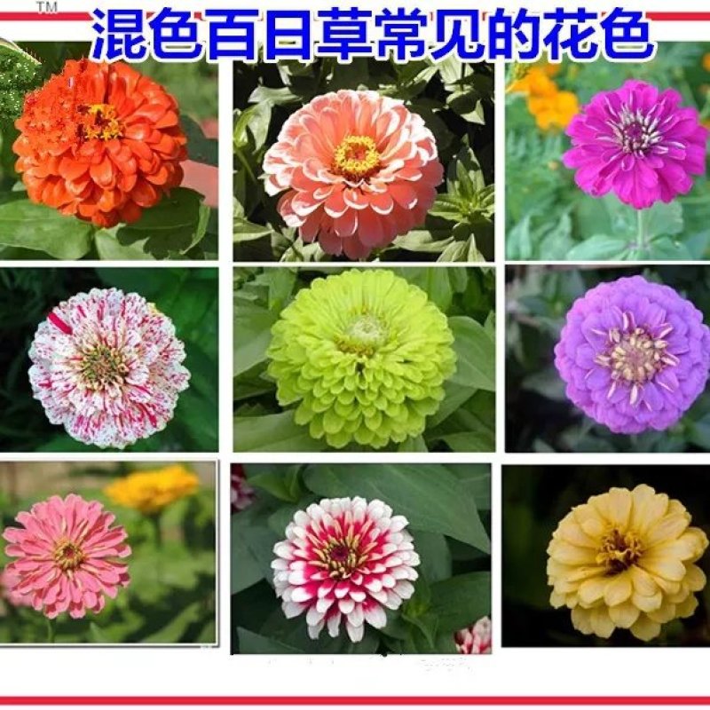 百日草种子热门花海多花重瓣简单易种混色单色可货到付款