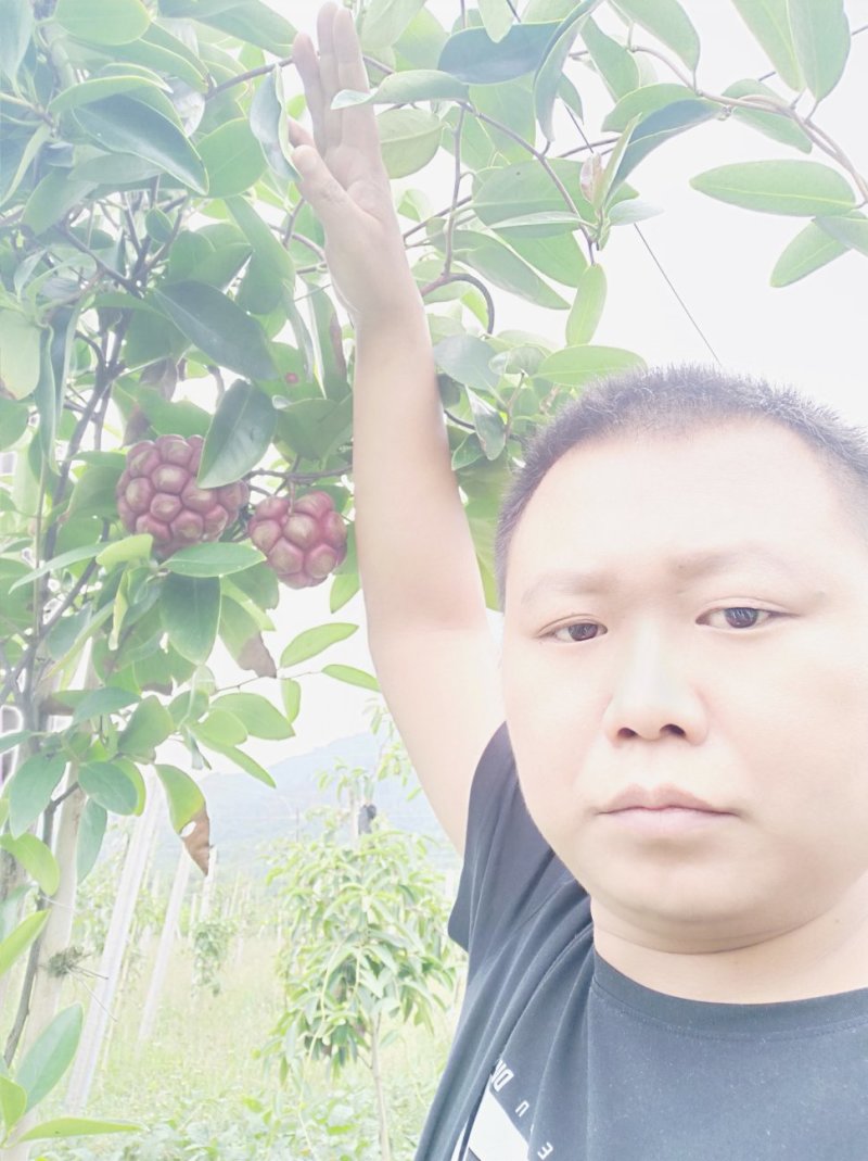 布福娜，黑老虎礼盒198元一箱5斤