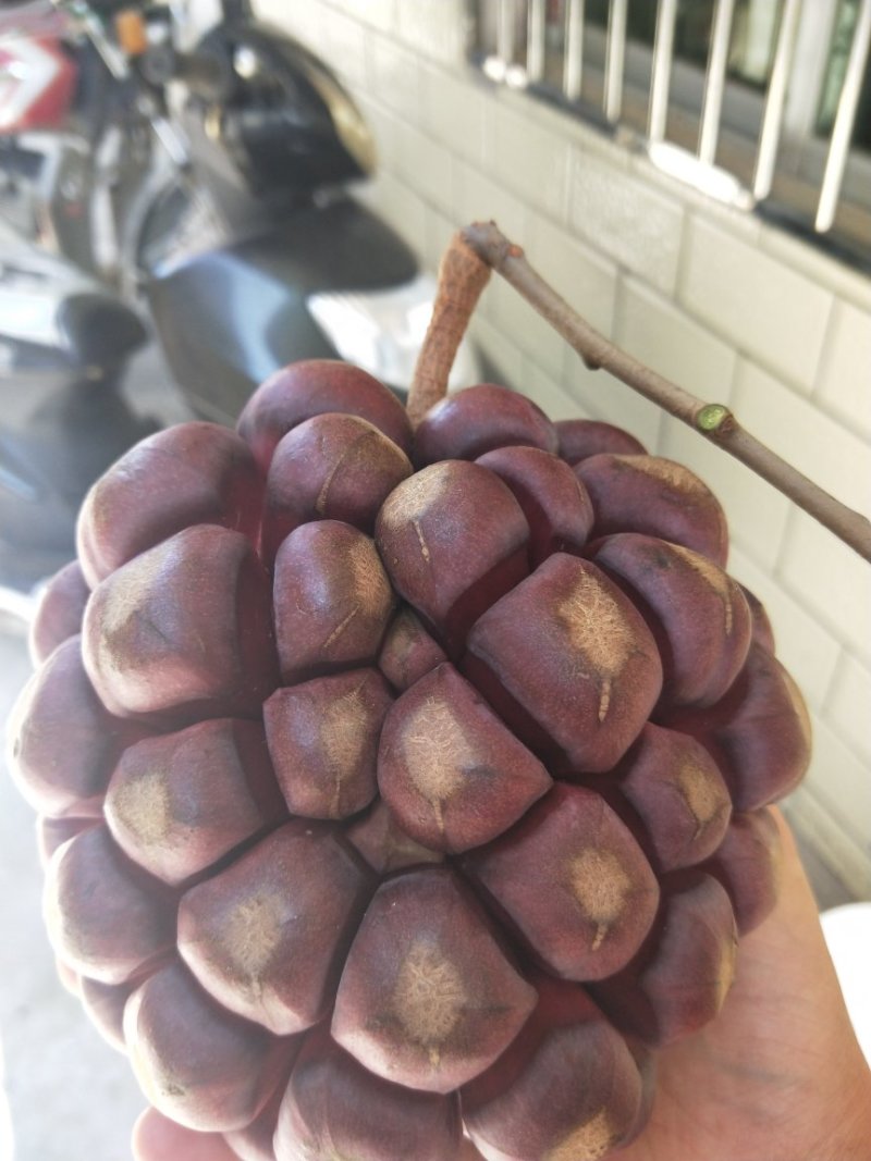 布福娜，黑老虎礼盒198元一箱5斤