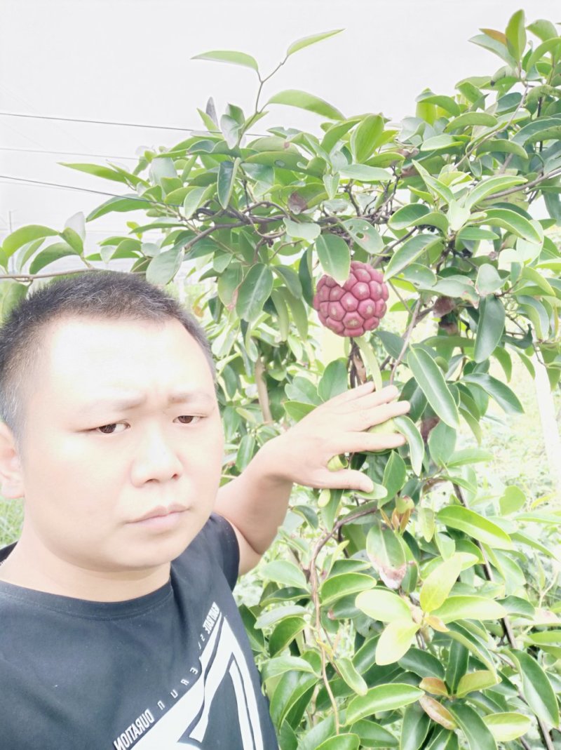 布福娜，黑老虎礼盒198元一箱5斤