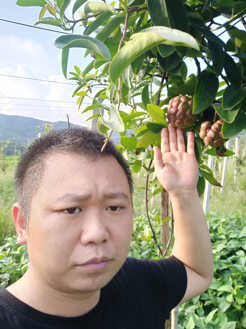 布福娜，黑老虎礼盒198元一箱5斤
