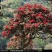 《杜鹃花》映山红