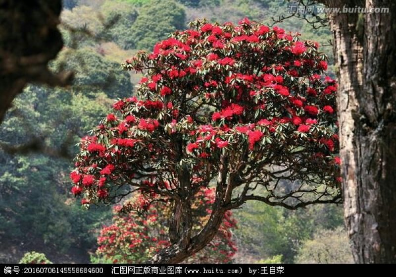 《杜鹃花》映山红