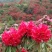 《杜鹃花》映山红