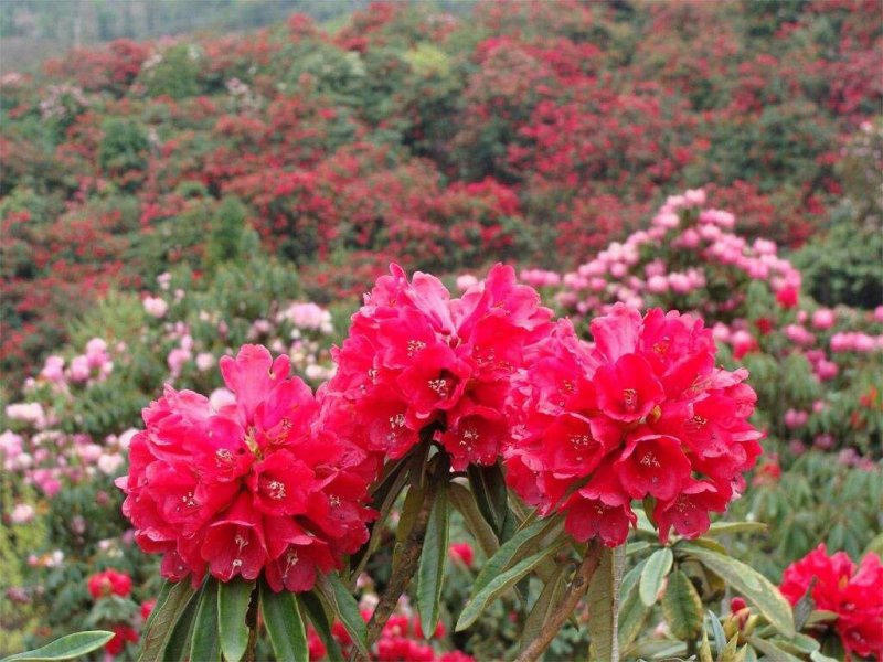 《杜鹃花》映山红