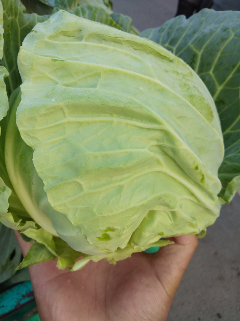 中甘21精品甘蓝