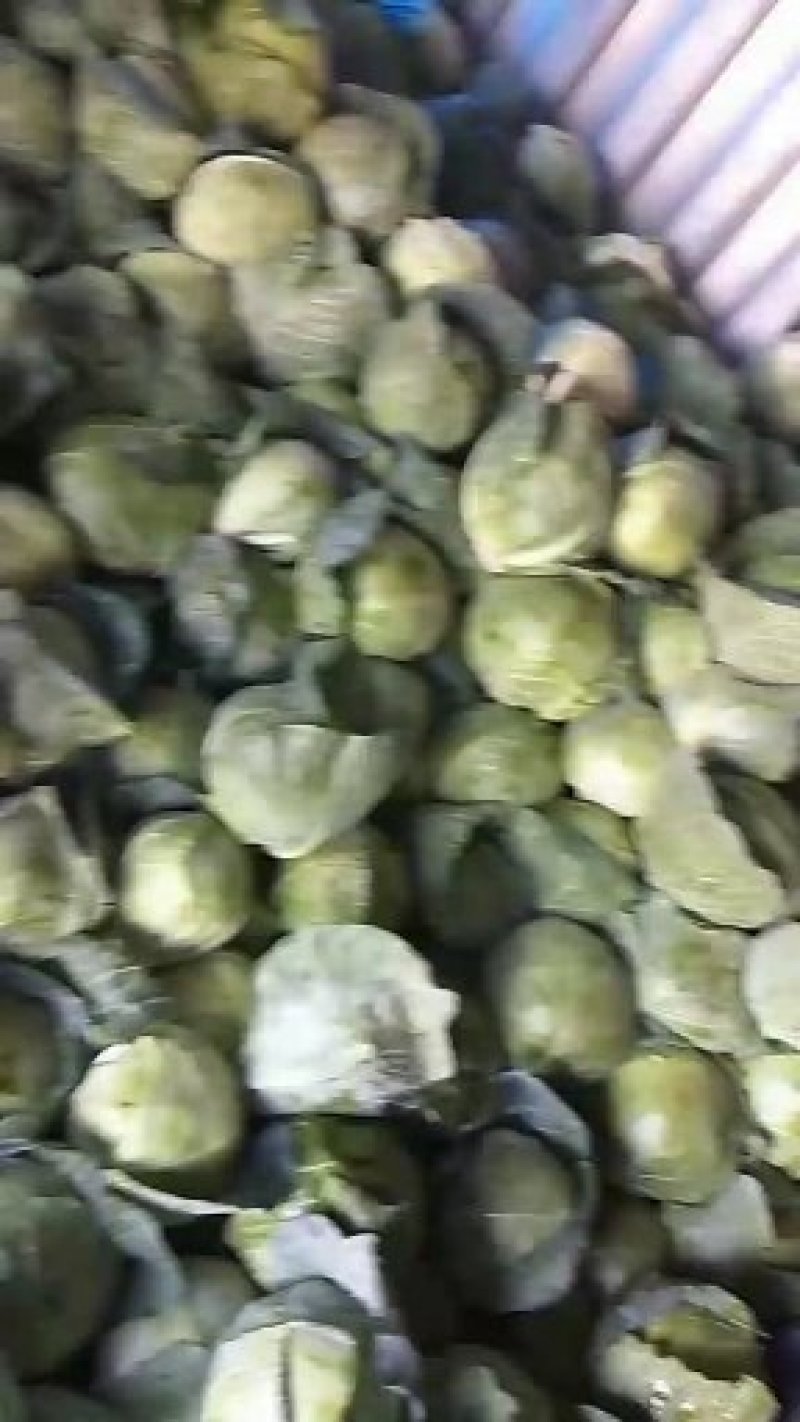 中甘21精品甘蓝