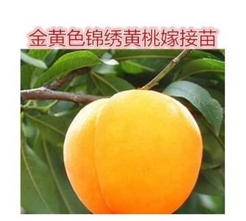 【公司名称】平邑思远苗木销售中心规格，，0.6----