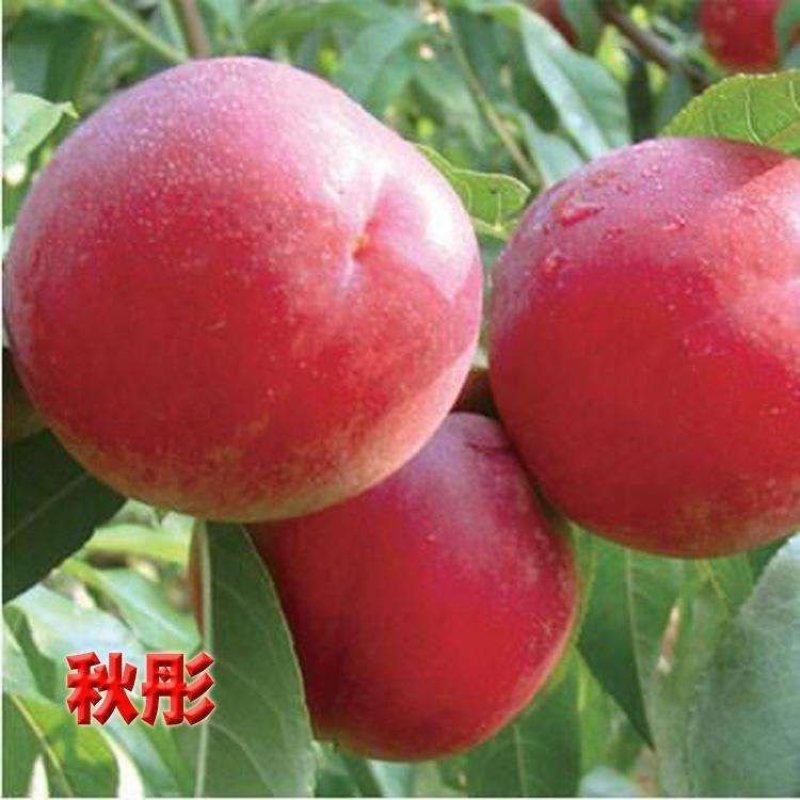 【公司名称】平邑思远苗木销售中心规格，，0.6----