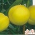 【公司名称】平邑思远苗木销售中心规格，，0.6----