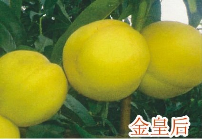 【公司名称】平邑思远苗木销售中心规格，，0.6----
