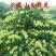 四季金银花