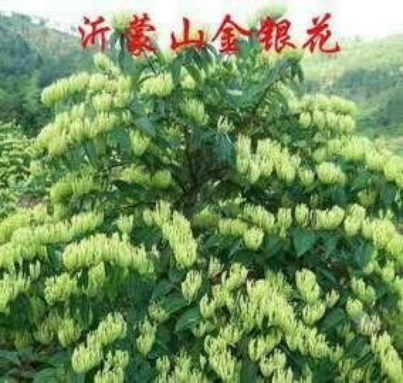 四季金银花