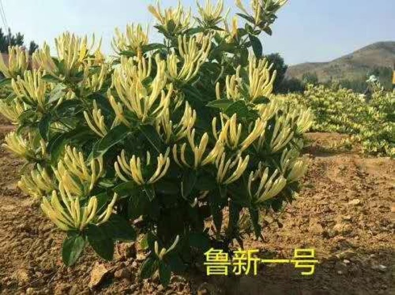 四季金银花