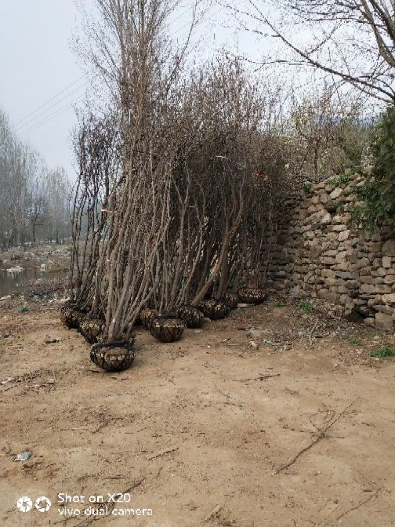 丛生黄栌