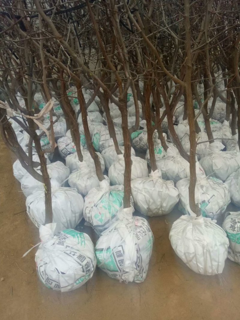 批发各种占地枣树，顾客至上，诚信经营