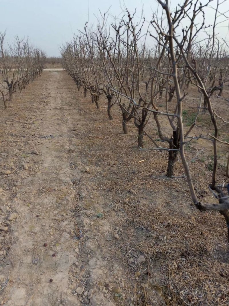 批发各种占地枣树，顾客至上，诚信经营
