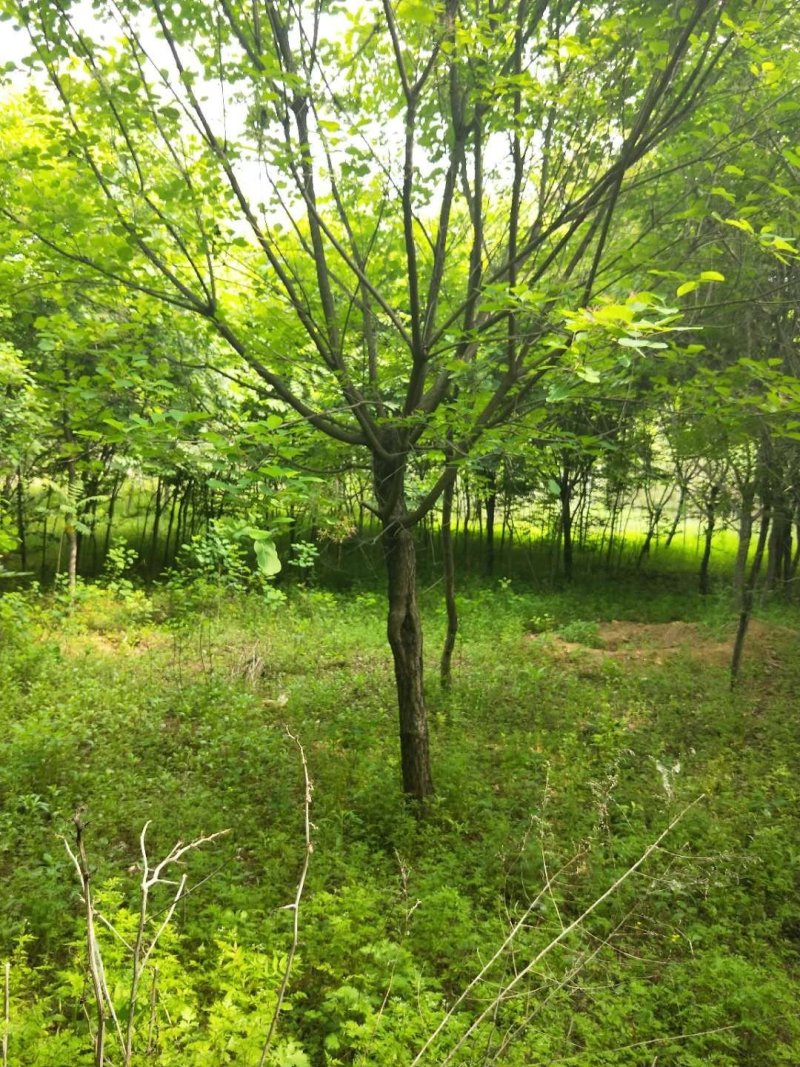 黄栌