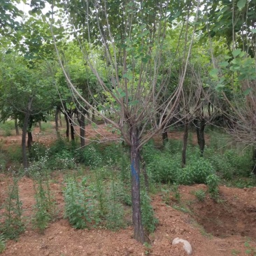 黄栌