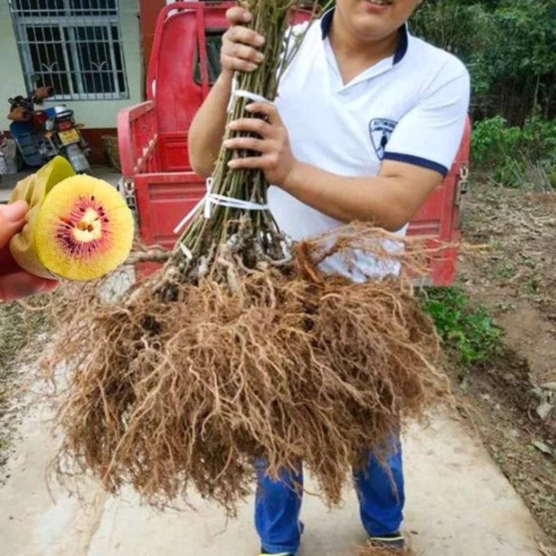 猕猴桃树苗嫁接红心奇异果徐香猕猴桃苗当年结果
