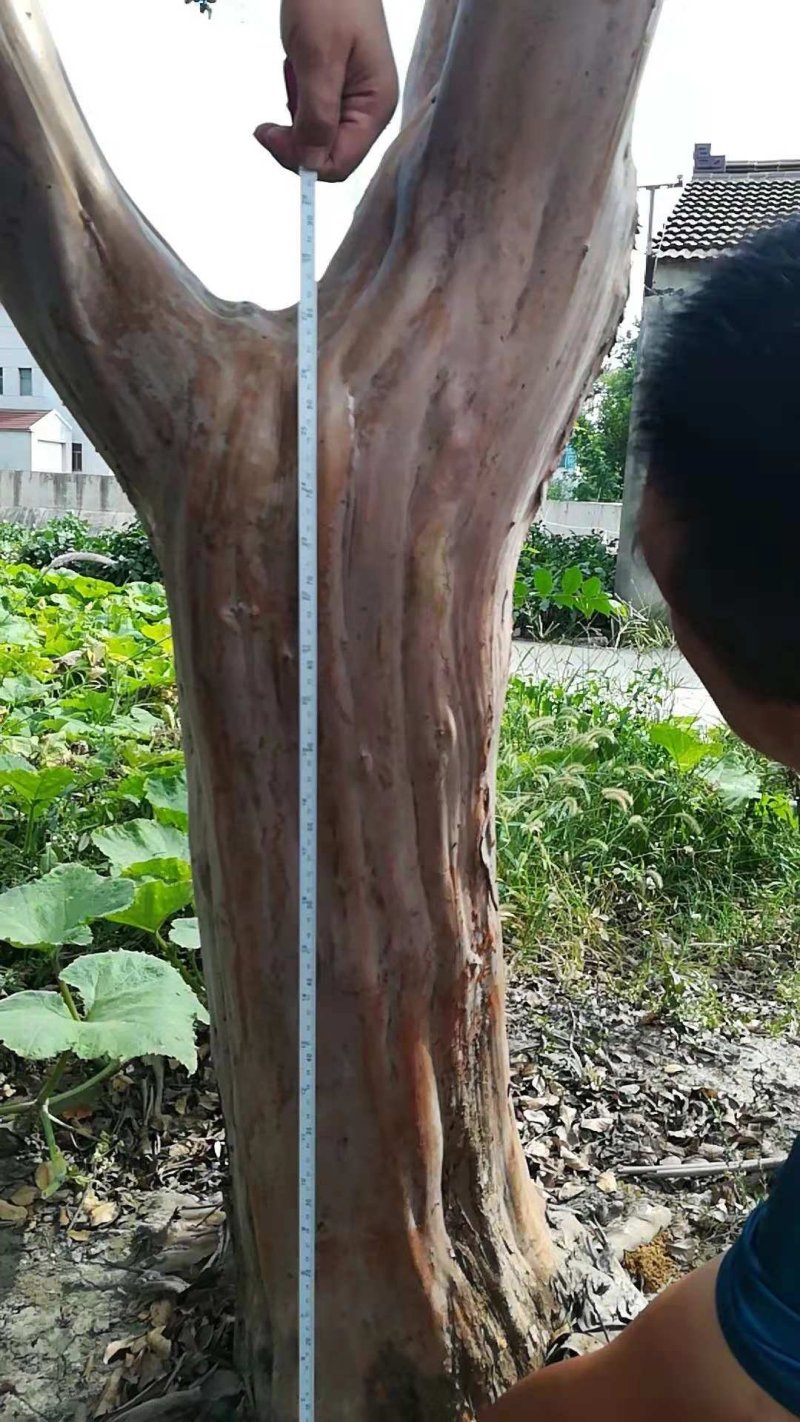 地径23[分枝点80