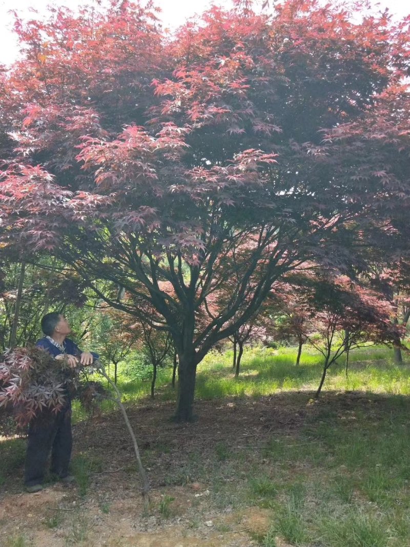 日本红枫