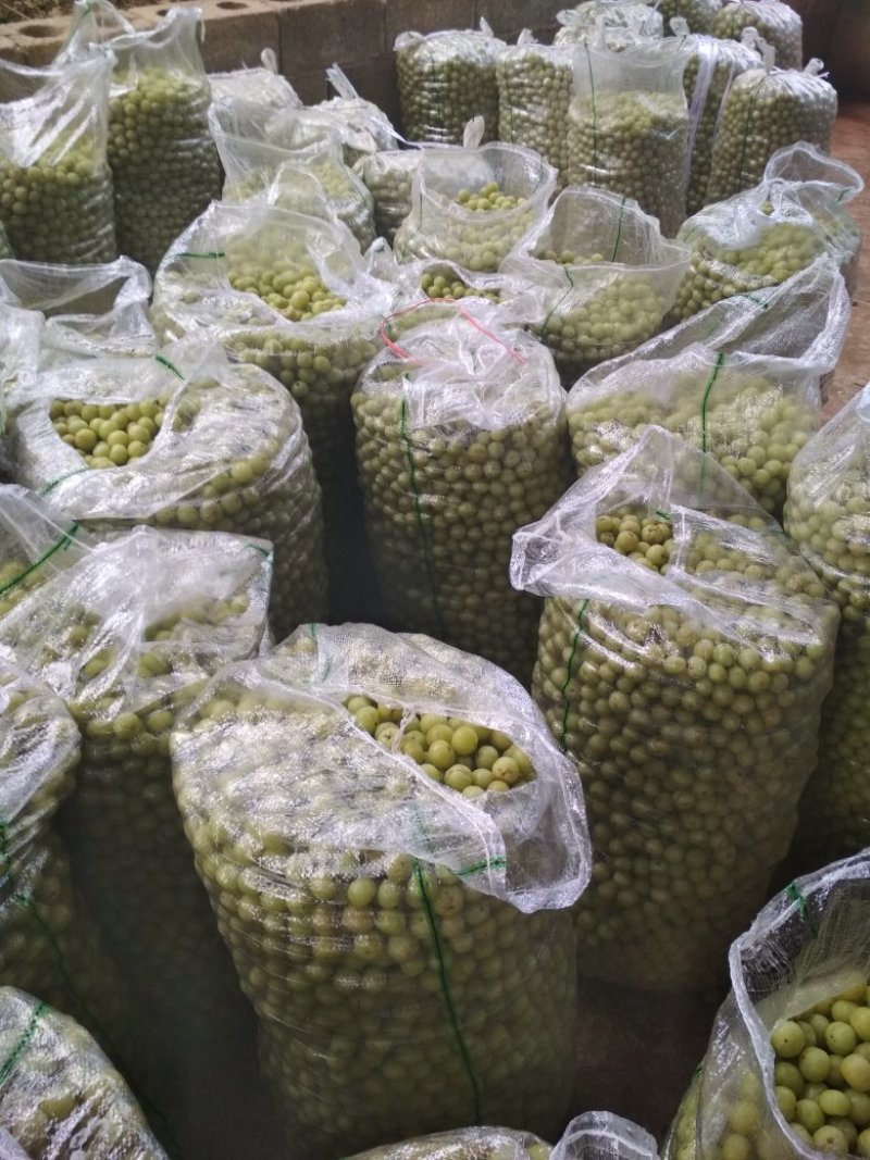 广西平南大肉(平丹1号又名油甘果种植基地已大量上市