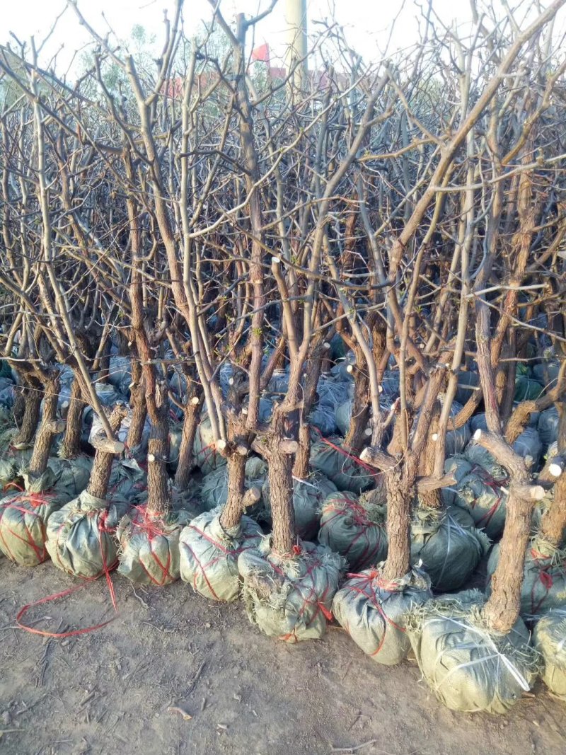 占地枣树