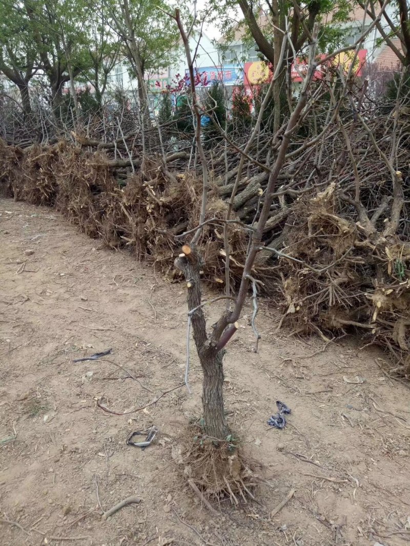 占地枣树