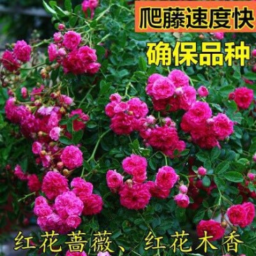 木香花苗浓香四季开花红木香耐寒庭院攀爬植物红花蔷薇黄木香