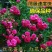 木香花苗浓香四季开花红木香耐寒庭院攀爬植物红花蔷薇黄木香