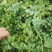 木香花苗浓香四季开花红木香耐寒庭院攀爬植物红花蔷薇黄木香