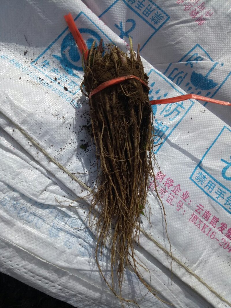 岷县当归苗，苗子均匀，无烂苗，每袋数量7千至1万苗