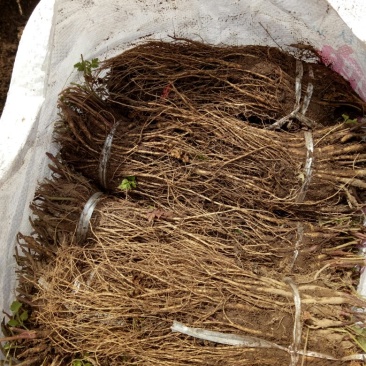 岷县当归苗，苗子均匀，无烂苗，每袋数量7千至1万苗
