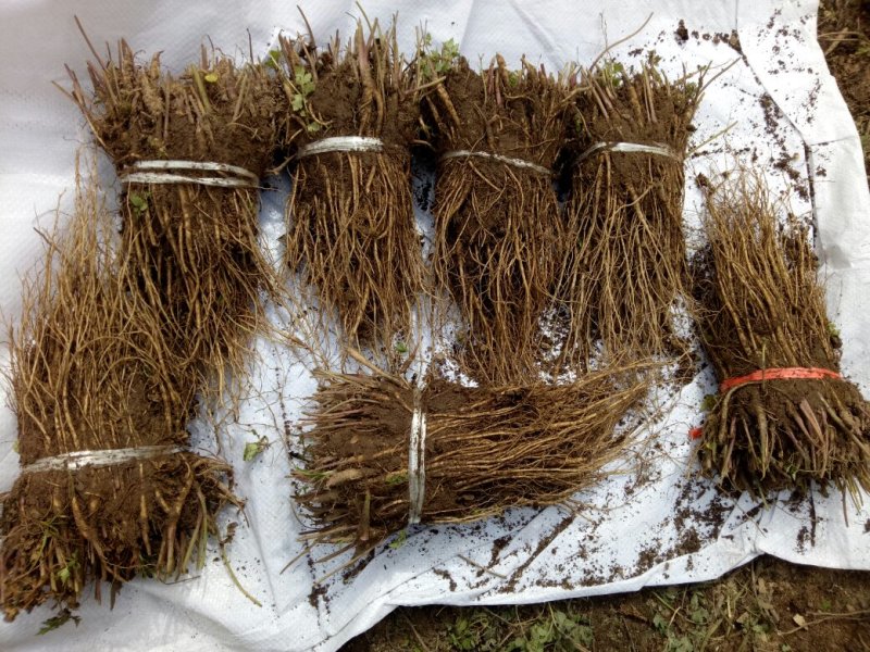 岷县当归苗，苗子均匀，无烂苗，每袋数量7千至1万苗