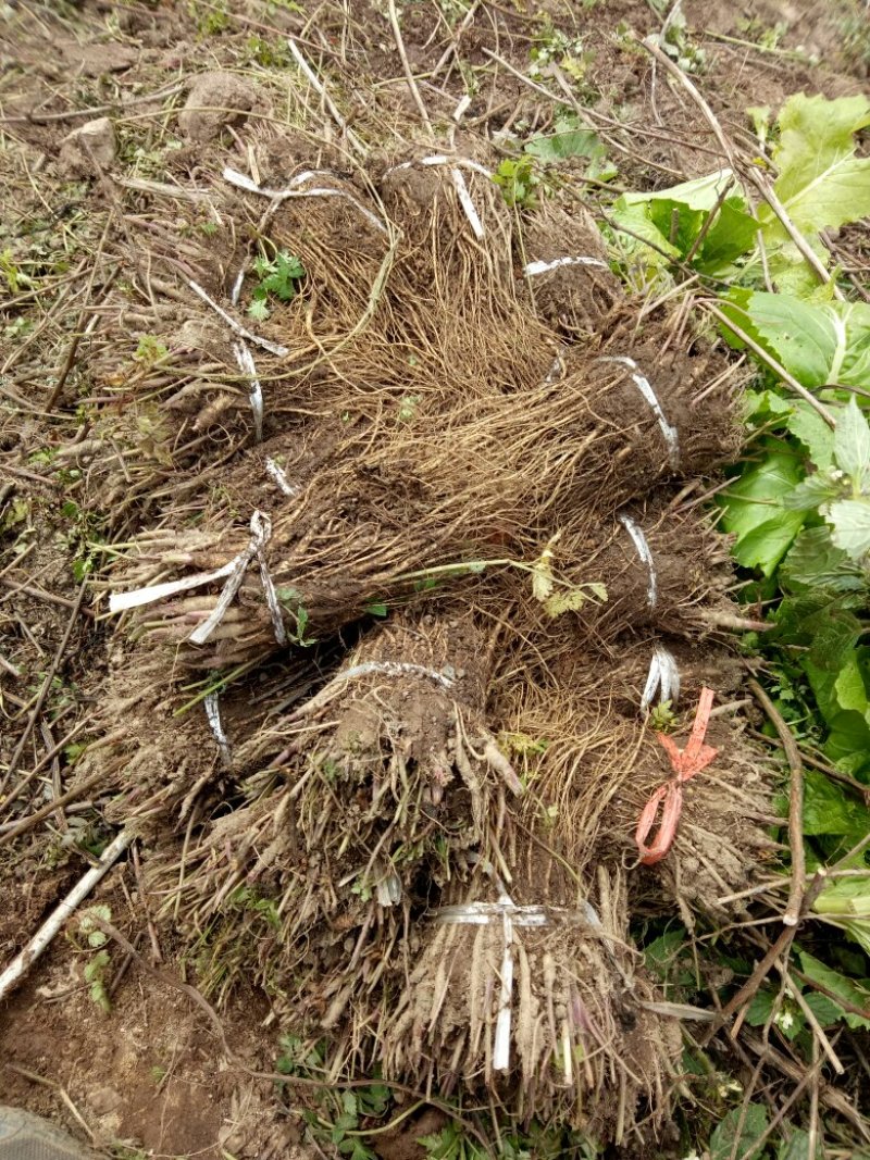 岷县当归苗，苗子均匀，无烂苗，每袋数量7千至1万苗