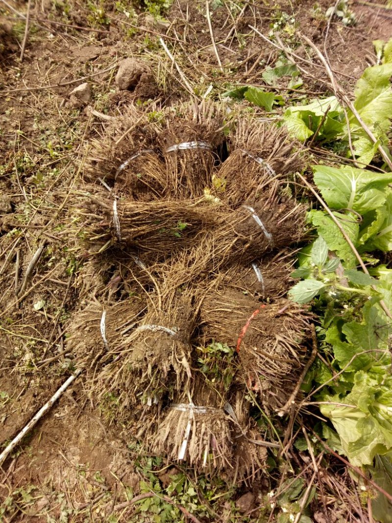 岷县当归苗，苗子均匀，无烂苗，每袋数量7千至1万苗